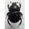 Trypocopris vernalis (Linnaeus, 1758) Żuk wiosenny